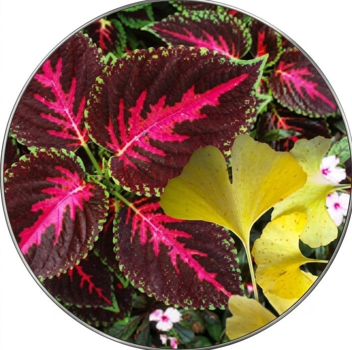 Visiflora