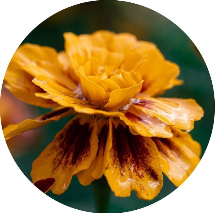 Visiflora